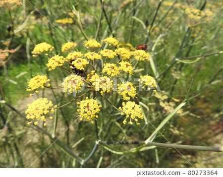 Perennial plant "Bronze fennel" of Umbelliferae Perennial plant "Bronze fennel" of Umbelliferae 80273364