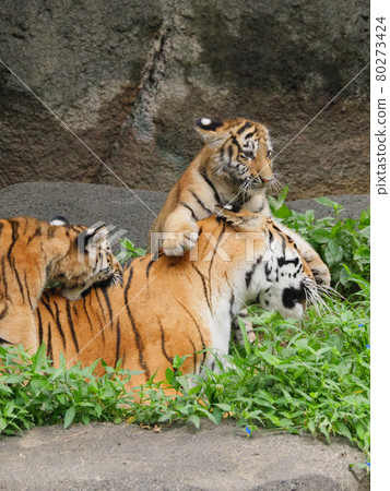 Parent and child of Amur tiger 80273424