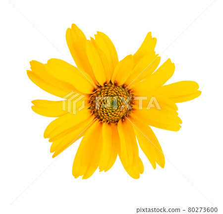 Calendula flowers isolated on white background. Marigold flower. Medicinal herbal plant. Top view. Calendula flowers isolated on white background. Marigold flower. Medicinal herbal plant. Top view. 80273600