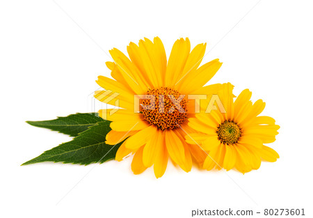 Calendula flowers isolated on white background. Marigold flower. Medicinal herbal plant. Calendula flowers isolated on white background. Marigold flower. Medicinal herbal plant. 80273601