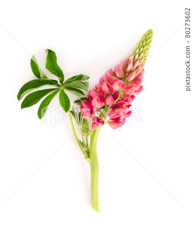 Pink lupine flower isolated on white background. Lupinus or Wolf bean. Beautiful summer flowers. Pink lupine flower isolated on white background. Lupinus or Wolf bean. Beautiful summer flowers. 80273602