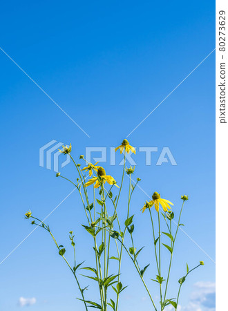 耶路撒冷朝鮮薊花 80273629