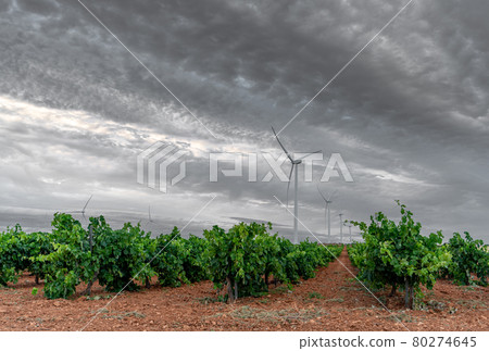 Vast vineyard and modern windmills under gray sky Vast vineyard and modern windmills under gray sky 80274645