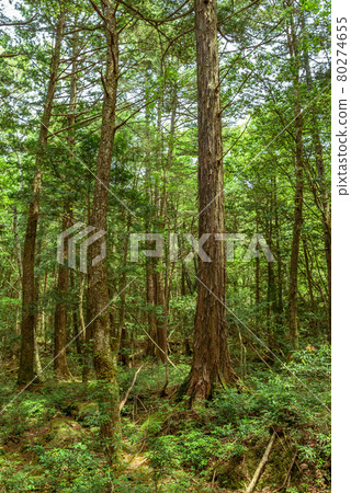 青木原樹海 / 遇險圖像 青木原樹海 / 遇險圖像 80274655