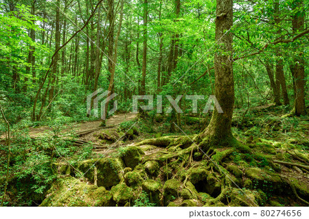 In the deep forest, Aokigahara Jukai In the deep forest, Aokigahara Jukai 80274656
