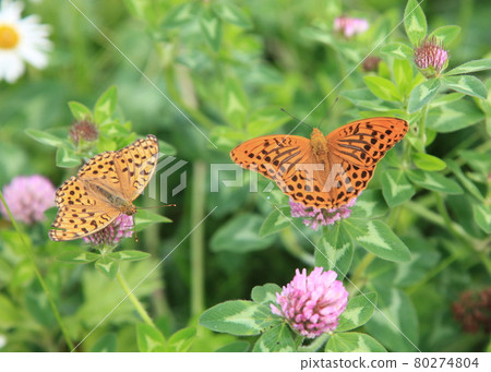 銀洗貝母一對 80274804