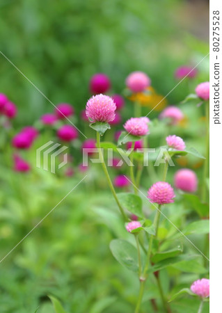 Senboku-Iwata City, Shizuoka Prefecture, Former Akamatsu Family 80275528