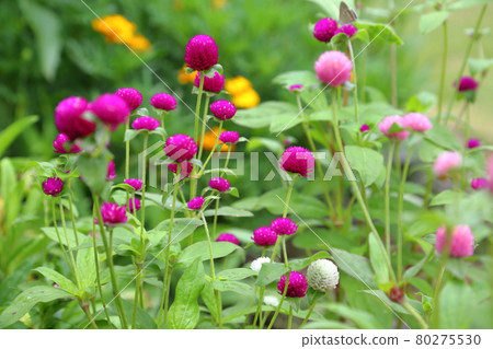 Senboku-Iwata City, Shizuoka Prefecture, Former Akamatsu Family 80275530