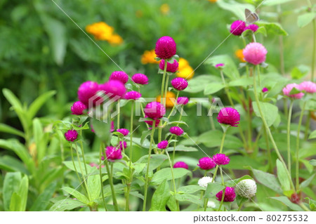 Senboku-Iwata City, Shizuoka Prefecture, Former Akamatsu Family 80275532