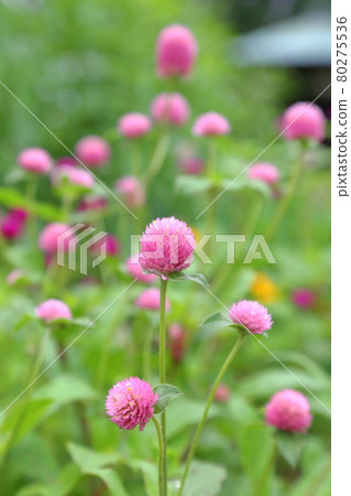 Senboku-Iwata City, Shizuoka Prefecture, Former Akamatsu Family 80275536