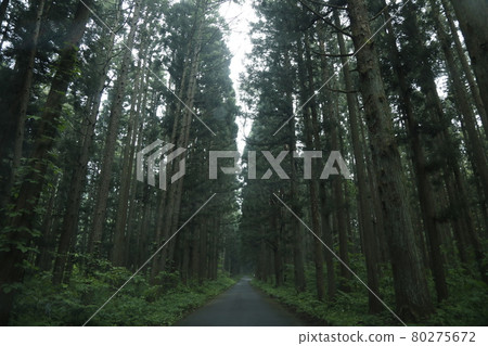 Hayashi Woods Forest Forest Nature Nature Path footway 80275672