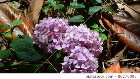 hydrangea flower 80276095