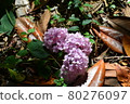 繡球花 80276097