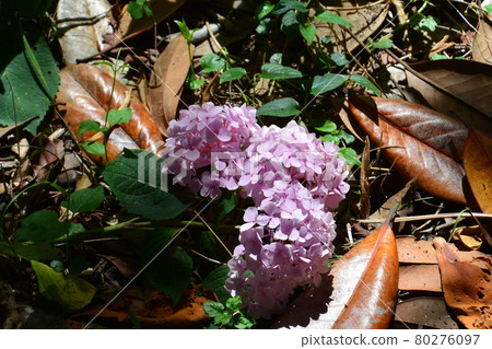 hydrangea flower 80276097
