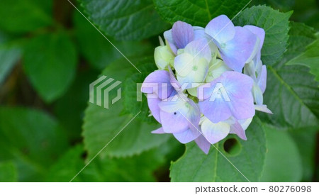 hydrangea flower 80276098