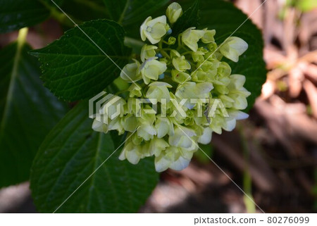 hydrangea flower 80276099