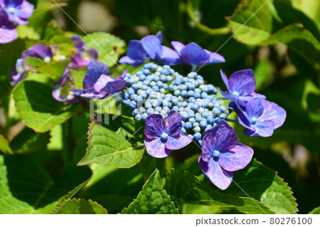 hydrangea flower 80276100