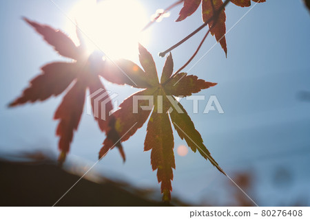 Maple with the sun in the background Maple with the sun in the background 80276408