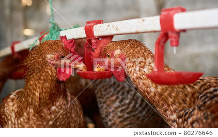 Close up free range Chickens drinking water by nipple in backyard family farm 80276646