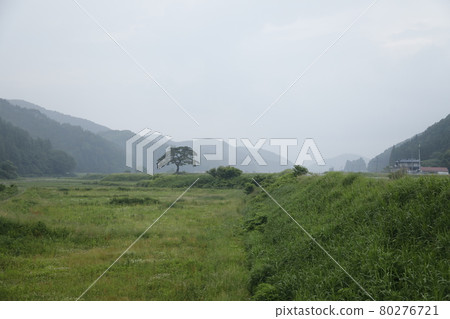 晨霧中的一棵樹和山脈,一棵樹站在草甸上,安靜而強大的樹草甸 晨霧中的一棵樹和山脈,一棵樹站在草甸上,安靜而強大的樹草甸 80276721