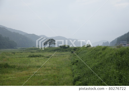 晨霧中的一棵樹和山脈,一棵樹站在草甸上,安靜而強大的樹草甸 晨霧中的一棵樹和山脈,一棵樹站在草甸上,安靜而強大的樹草甸 80276722