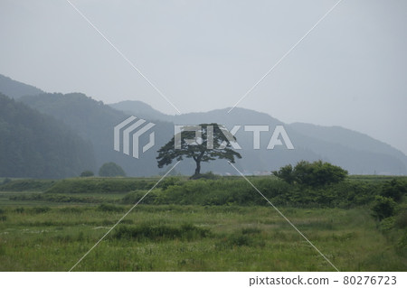 A tree in the morning haze and a mountain range, a tree standing on a meadow, a quiet and powerful Tree Meadow A tree in the morning haze and a mountain range, a tree standing on a meadow, a quiet and powerful Tree Meadow 80276723