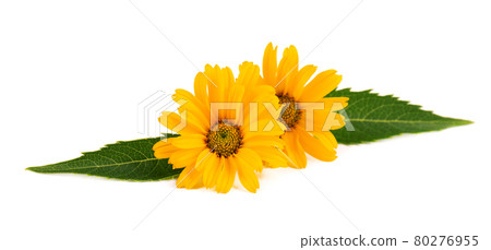 Calendula flowers isolated on white background. Marigold flower. Medicinal herbal plant. Calendula flowers isolated on white background. Marigold flower. Medicinal herbal plant. 80276955