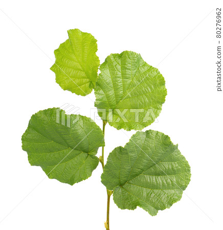 Green hazelnut leaves isolated on white background. Fresh green hazel leaf. Green hazelnut leaves isolated on white background. Fresh green hazel leaf. 80276962