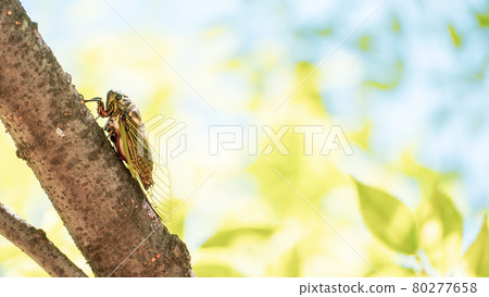 [Summer] Scenery of bear zemi perching on a tree Insects 80277658