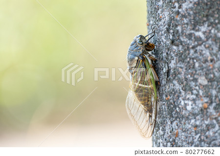 [夏季] 棲息在樹上的熊澤米風景 昆蟲 80277662