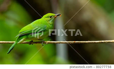 Juvenile Orange-bellied Leafbird perching on a perch 80277738