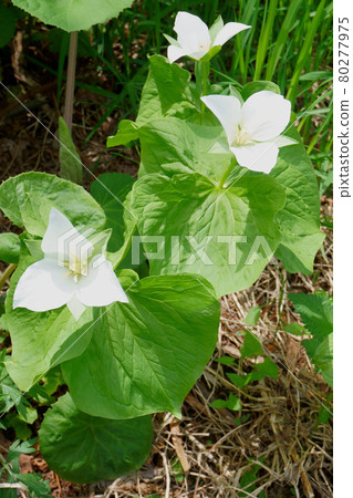 春天在北海道的灌木叢中盛開的延齡草 照片素材 圖片 圖庫