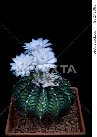 three white flower of gymnocalycium lb2178 cactus three white flower of gymnocalycium lb2178 cactus 80278066