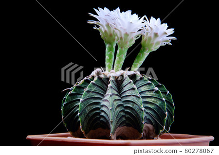 gymnocalycium lb2178 cactus with flower blooming gymnocalycium lb2178 cactus with flower blooming 80278067
