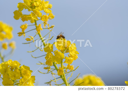 蜜蜂在油菜田,特寫 蜜蜂在油菜田,特寫 80278372