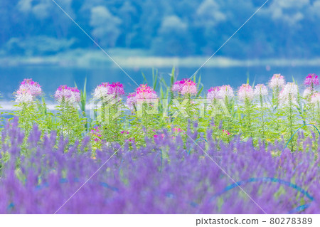 [Yamanashi Prefecture] Lake Kawaguchiko, a spider flower that blooms on the shore of the lake 80278389