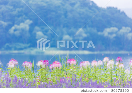 [Yamanashi Prefecture] Lake Kawaguchiko, a spider flower that blooms on the shore of the lake 80278390