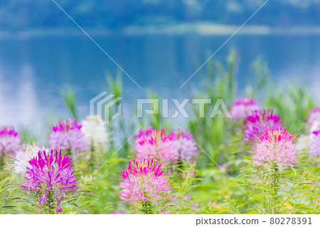 [Yamanashi Prefecture] Lake Kawaguchiko, a spider flower that blooms on the shore of the lake 80278391