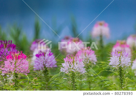 [Yamanashi Prefecture] Lake Kawaguchiko, a spider flower that blooms on the shore of the lake 80278393
