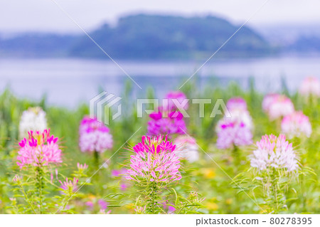 [Yamanashi Prefecture] Lake Kawaguchiko, a spider flower that blooms on the shore of the lake 80278395