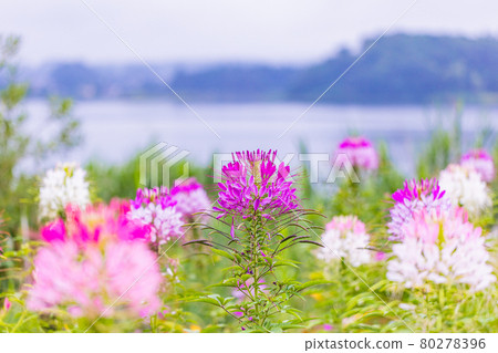 [Yamanashi Prefecture] Lake Kawaguchiko, a spider flower that blooms on the shore of the lake 80278396