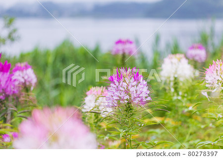 [Yamanashi Prefecture] Lake Kawaguchiko, a spider flower that blooms on the shore of the lake 80278397
