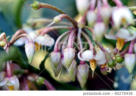 萬花蕾，白花圓綠果 80278436