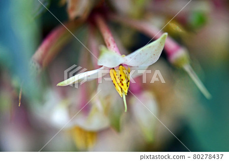 萬花蕾，白花圓綠果 80278437