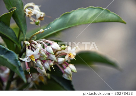 萬花蕾,白花圓綠果 萬花蕾,白花圓綠果 80278438