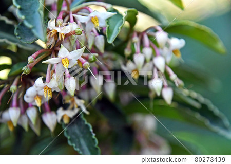 萬花蕾,白花圓綠果 萬花蕾,白花圓綠果 80278439