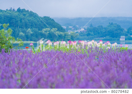 [Yamanashi Prefecture] Lavender and Spider flower blooming on the shore of Lake Kawaguchi 80278482