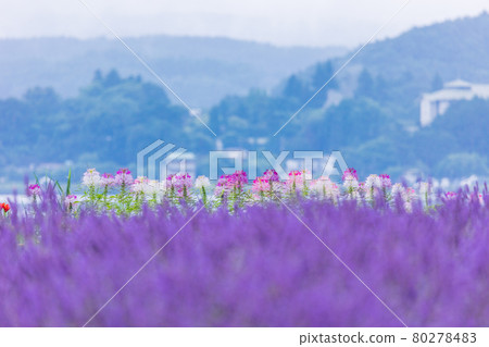 [Yamanashi Prefecture] Lavender and Spider flower blooming on the shore of Lake Kawaguchi 80278483