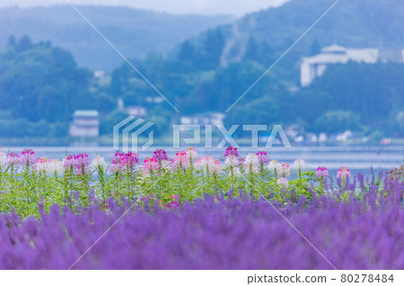 [Yamanashi Prefecture] Lavender and Spider flower blooming on the shore of Lake Kawaguchi 80278484