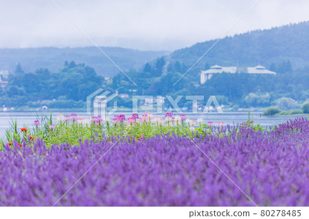 [Yamanashi Prefecture] Lavender and Spider flower blooming on the shore of Lake Kawaguchi 80278485